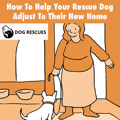 How To Help Your Rescue Dog Adjust To Their New Home