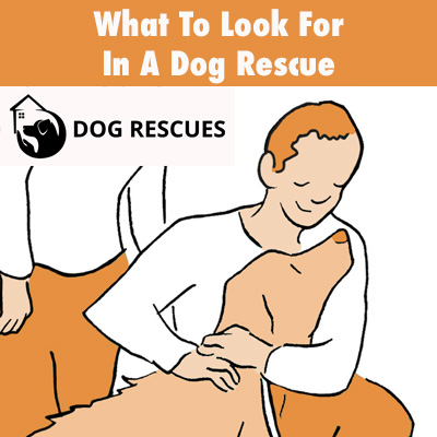 What To Look For In A Dog Rescue